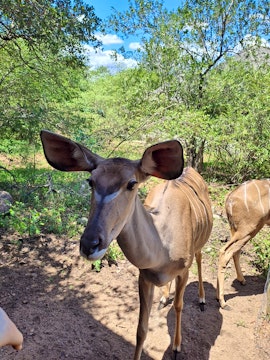 Kruger National Park South Accommodation at Bosbok Rus | Viya