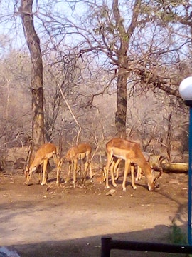 Kruger National Park South Accommodation at  | Viya