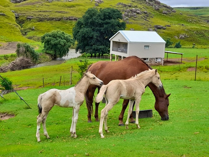 Eastern Cape Accommodation at Zamenkomst Cottage | Viya