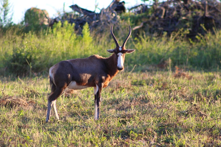 Soutpansberg Mountains Accommodation at Wildnut Lodge and Game Farm | Viya