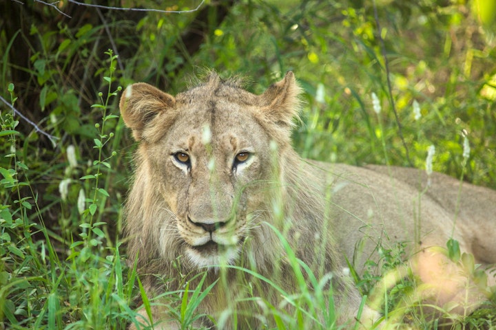 Limpopo Accommodation at Garonga Safari Camp | Viya