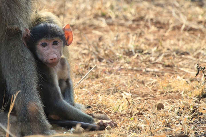 Kruger National Park South Accommodation at Ou Maat | Viya