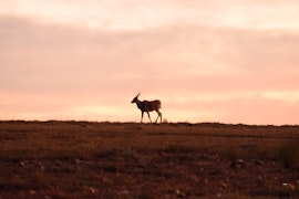 Overberg Accommodation at  | Viya