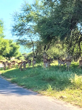 Limpopo Accommodation at Mabalingwe Elephant Lodge 267-7 | Viya