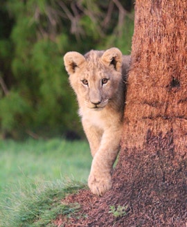 Free State Accommodation at Puruma Pride Lion Park | Viya