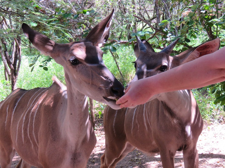 Kruger National Park South Accommodation at Kruger KayaLakho | Viya