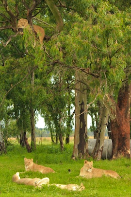 Free State Accommodation at Puruma Pride Lion Park | Viya