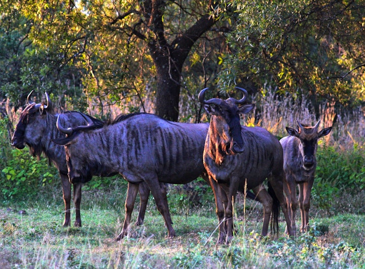 Cradle Of Humankind Accommodation at Karee & Wild Olive Guest Lodge | Viya