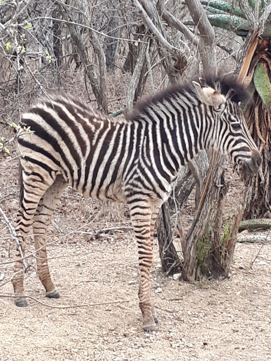 Kruger National Park South Accommodation at  | Viya