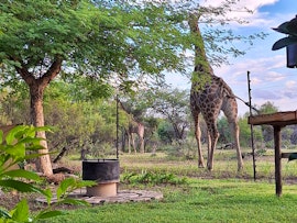 Dinokeng Game Reserve Accommodation at  | Viya