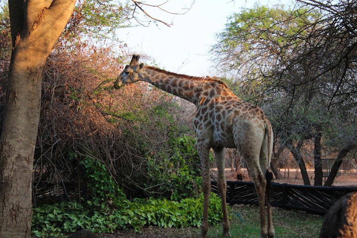Kruger National Park South Accommodation at Twalumba | Viya