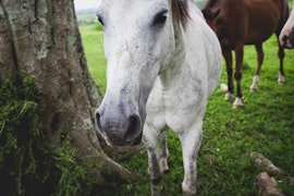 KwaZulu-Natal Accommodation at Oribi Gorge Guest Farm | Viya