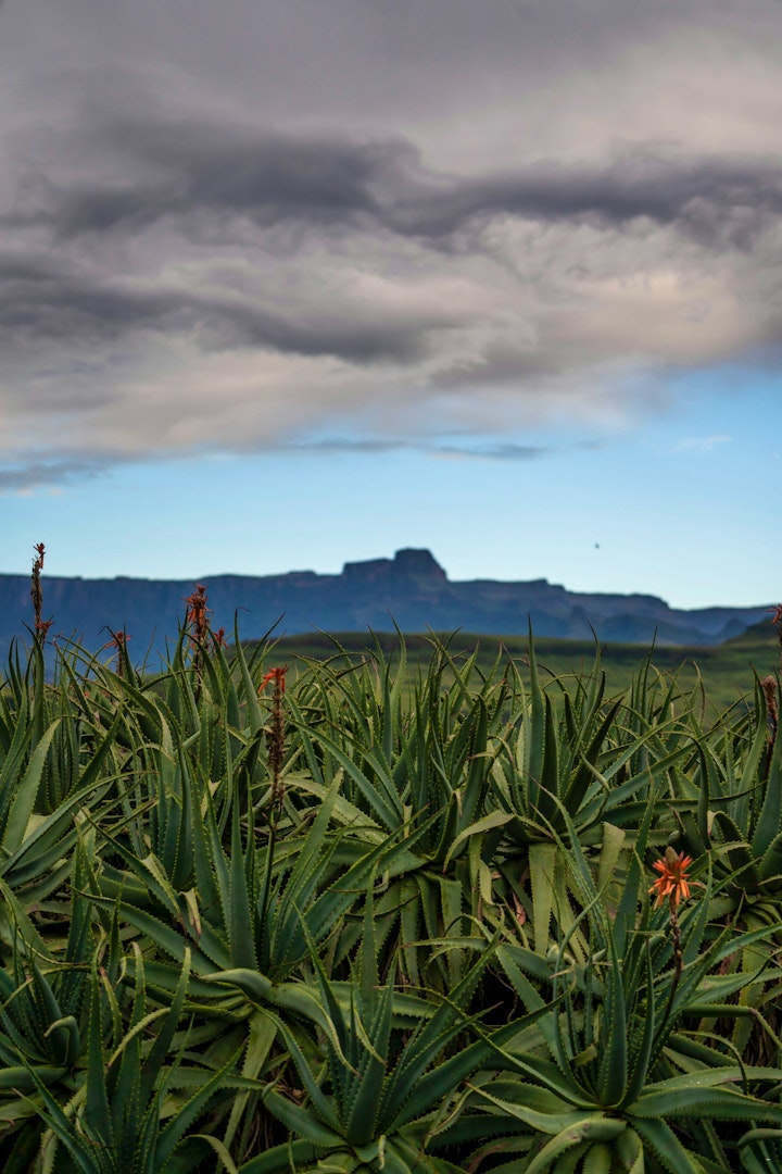 KwaZulu-Natal Accommodation at Montusi Mountain Lodge | Viya