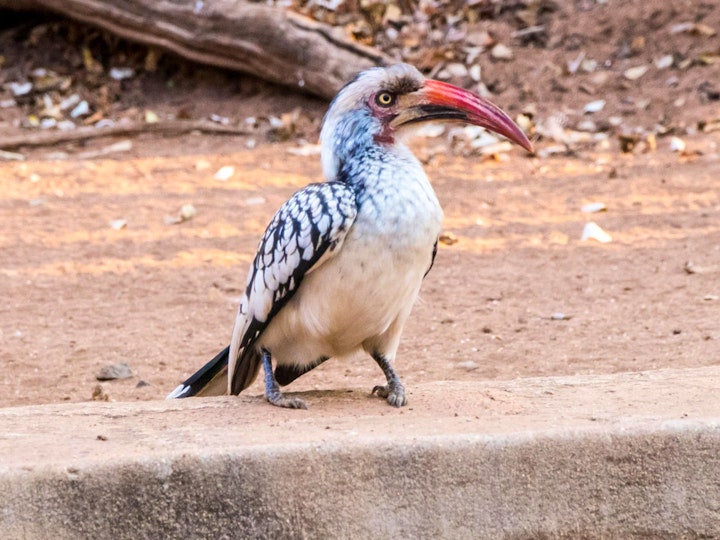 Limpopo Accommodation at Gem Bateleur Private Lodge | Viya