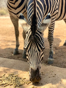 Kruger National Park South Accommodation at Serenity Bush Ballads | Viya