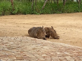 Kruger National Park South Accommodation at  | Viya