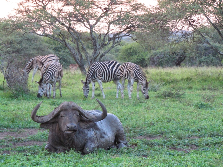 Mpumalanga Accommodation at Buffaloland Safaris - Giraffe Camp | Viya