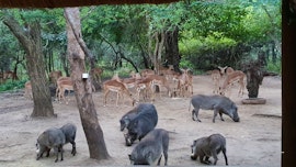 Kruger National Park South Accommodation at  | Viya