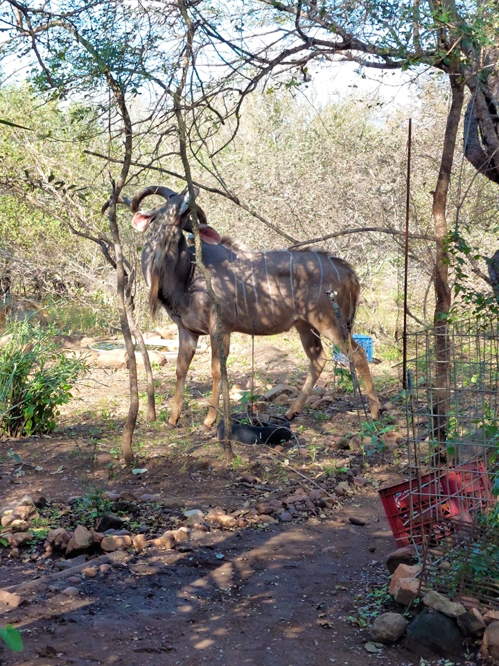 Kruger National Park South Accommodation at Hippoholiday | Viya