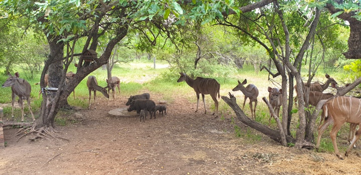 Mpumalanga Accommodation at Phumangeni Marloth Park | Viya