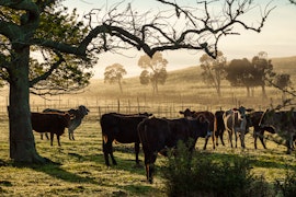 Overberg Accommodation at De Kleine Akker | Viya