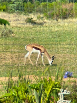 Limpopo Accommodation at Bosveld Wegbreek | Viya