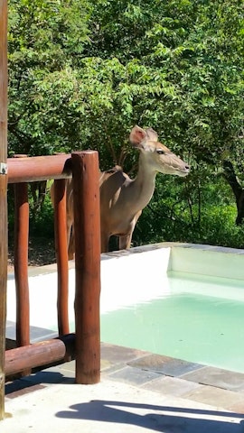 Kruger National Park South Accommodation at Geelslang | Viya