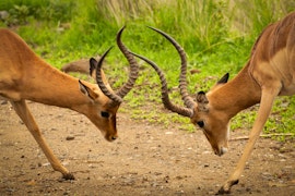 North West Accommodation at Kubu Metsi Safari Lodge | Viya