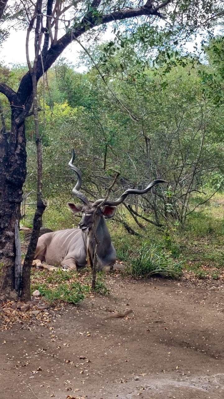 Kruger National Park South Accommodation at Hippoholiday | Viya