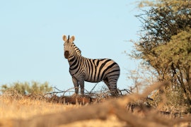 Namibia Accommodation at Jansen Kalahari Guest Farm | Viya