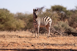 Namibia Accommodation at Jansen Kalahari Guest Farm | Viya