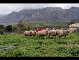 Western Cape Accommodation at The Lemon Cottage @ Pendennis Farm Villiersdorp | Viya