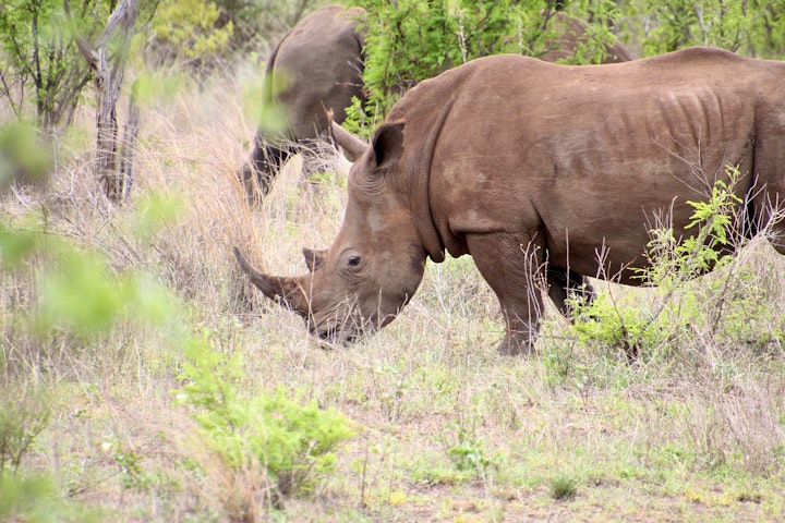 Kruger National Park South Accommodation at Jackals Dream | Viya