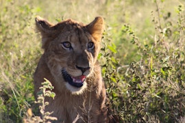 Kruger National Park South Accommodation at Leeu Lê | Viya