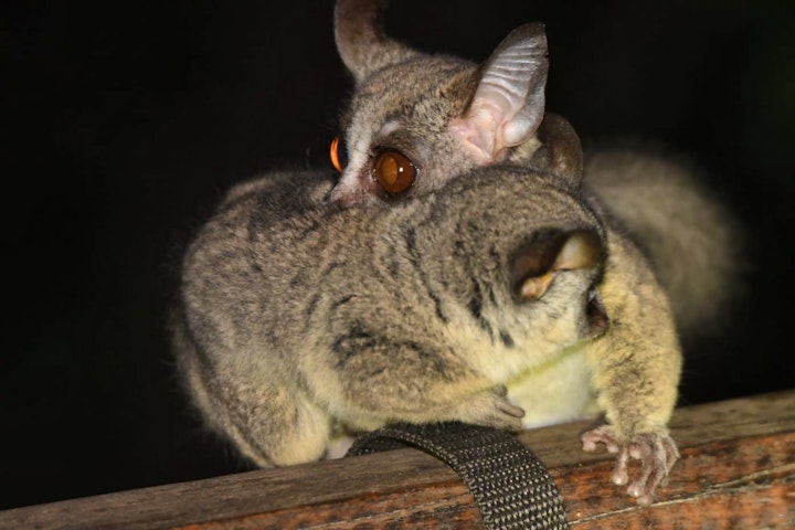 Kruger National Park South Accommodation at De Bruine Huis | Viya