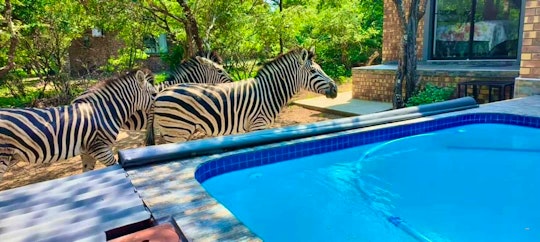 Kruger National Park South Accommodation at  | Viya