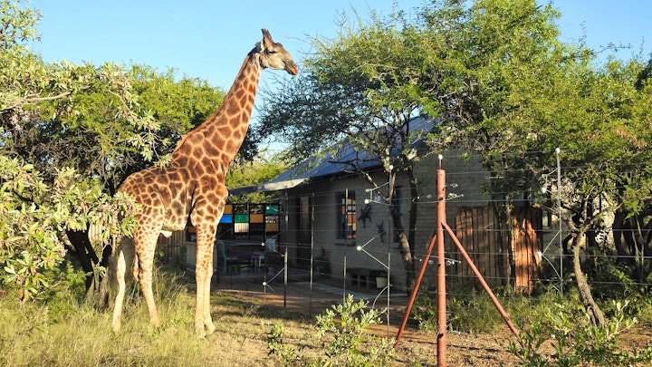 Gauteng Accommodation at Marulani Bush Lodge | Viya