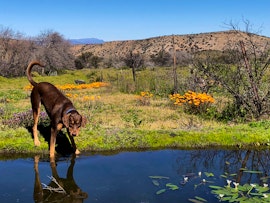 Western Cape Accommodation at Urban Retreat | Viya