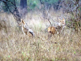 Kruger To Canyons Accommodation at  | Viya