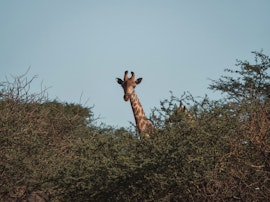 Namibia Accommodation at Jansen Kalahari Guest Farm | Viya