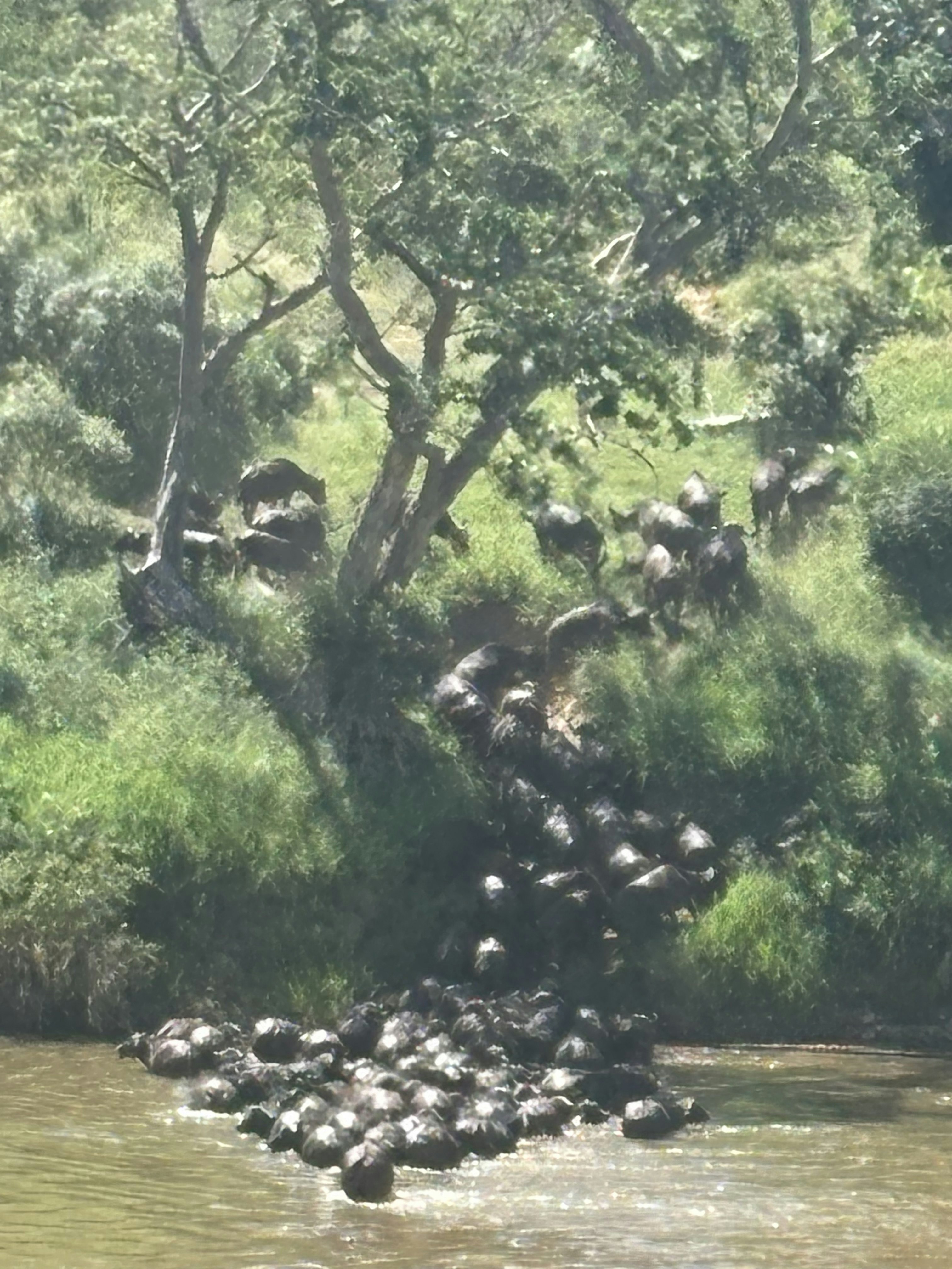 Kruger River and Rail Cottage image no 24 of 28