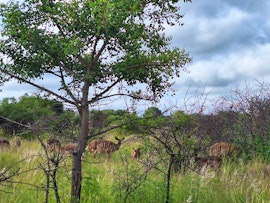 Limpopo Accommodation at Nyala Bush Cabin | Viya