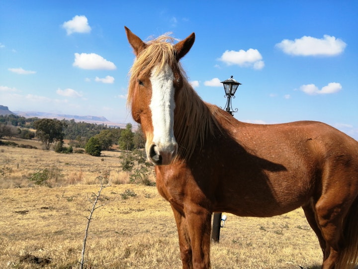 Free State Accommodation at The Fat Mulberry Guest Farm | Viya