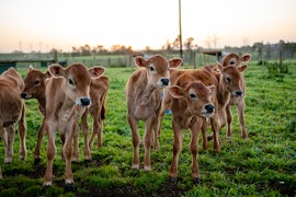 Garden Route Accommodation at Oakhurst Farm Cottages | Viya