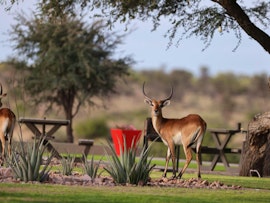 Namibia Accommodation at Saroa Safari Lodge | Viya