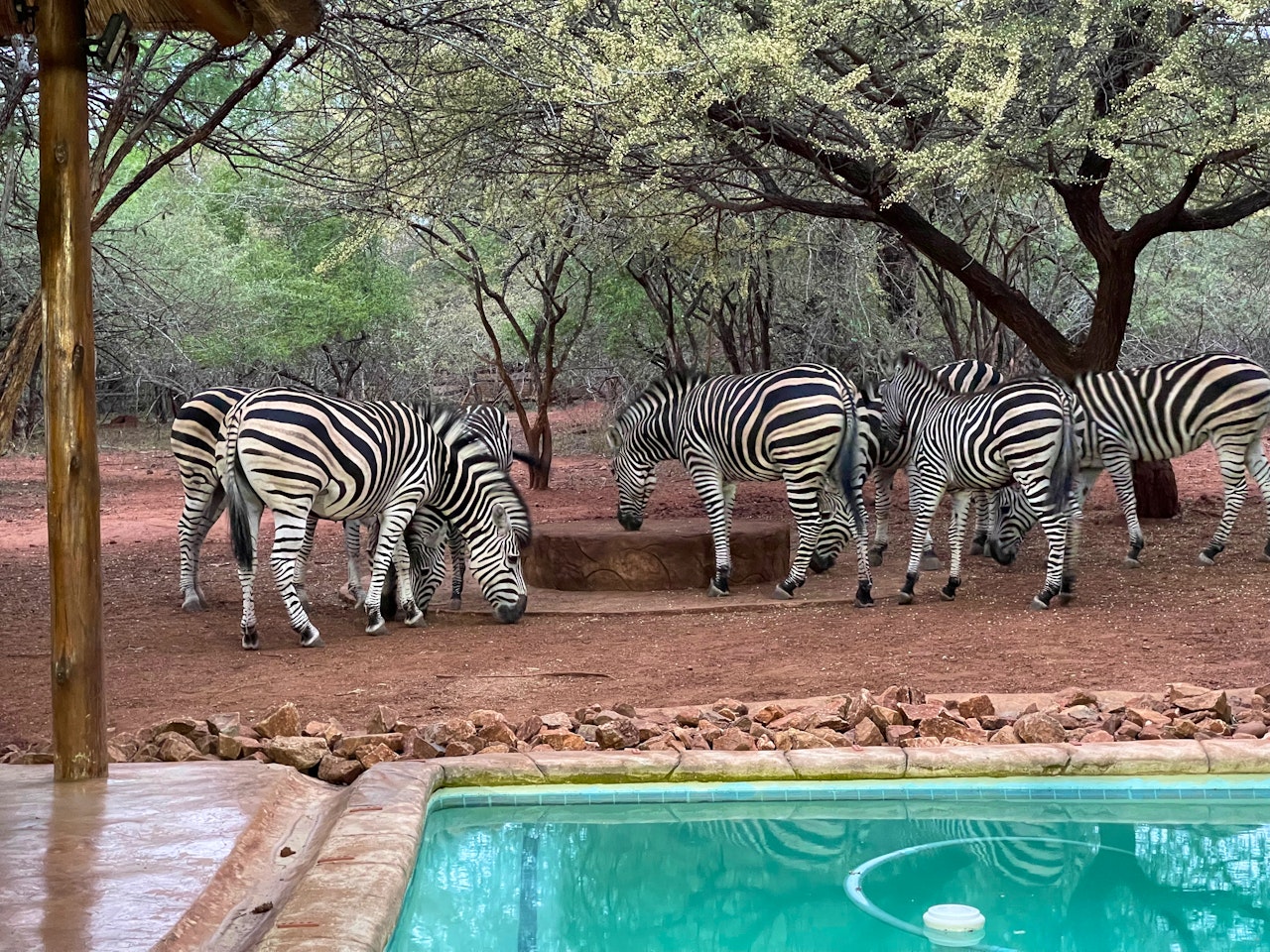 Kruger National Park South Accommodation at  | Viya