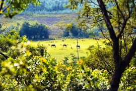 Cradle Of Humankind Accommodation at  | Viya