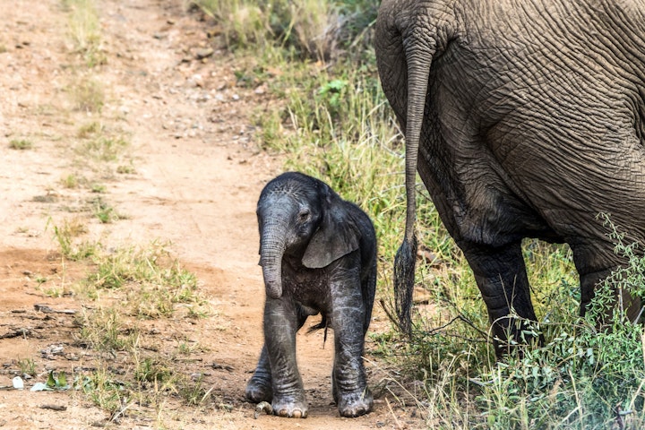 Limpopo Accommodation at Warthog Lodge – Mabalingwe Nature Reserve | Viya