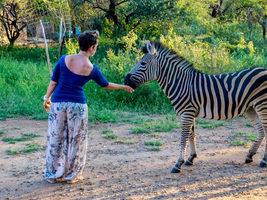 Kruger National Park South Accommodation at  | Viya