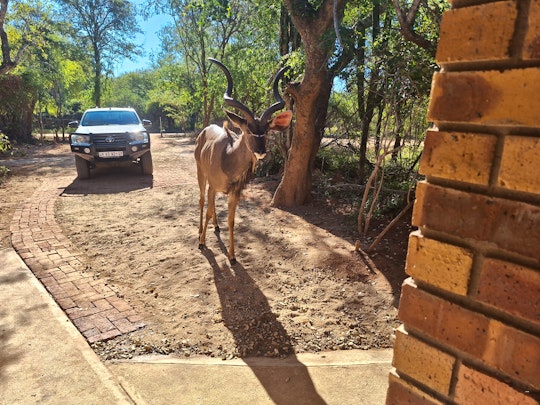 Kruger National Park South Accommodation at  | Viya